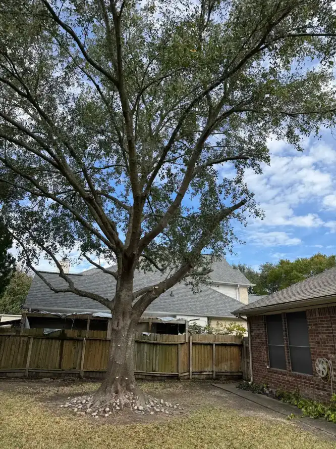 Mature backyard oak beside a brick house in Houston, assessed before work began