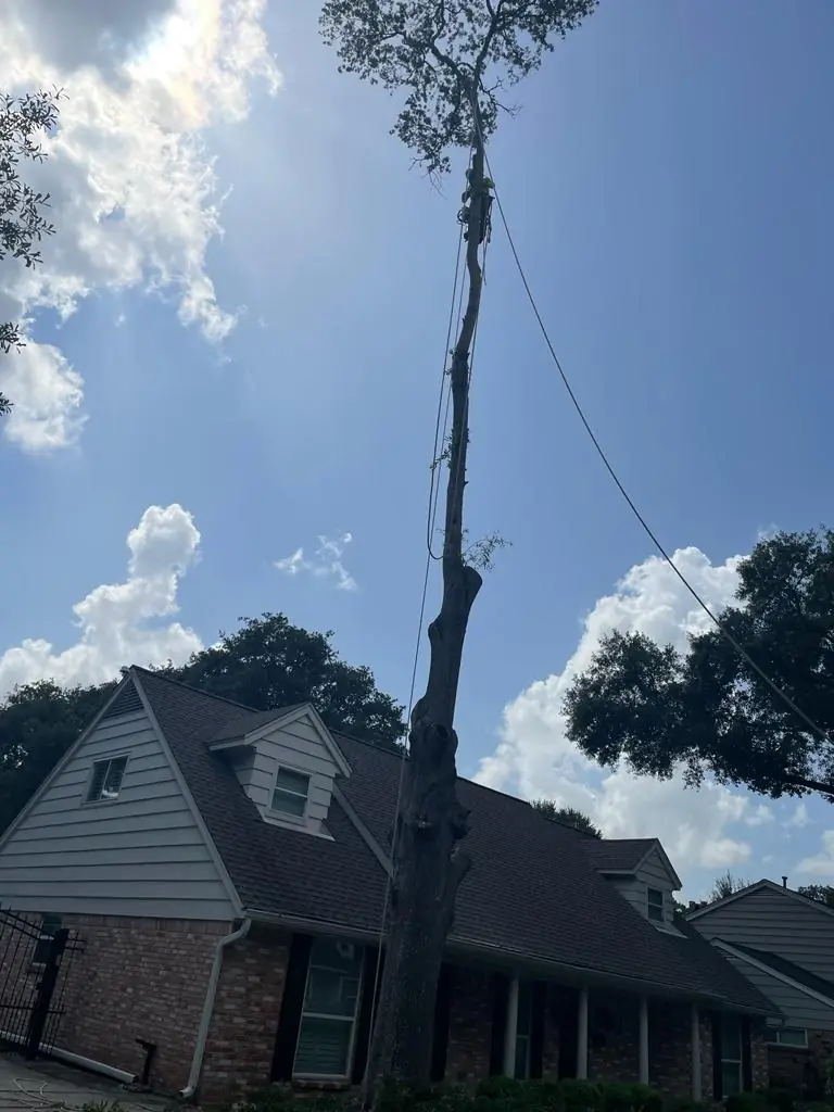 Tree Care Professional crew sectioning a rigged trunk down beside a house roofline in Houston