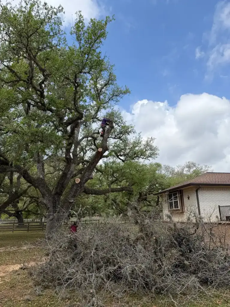 Tree Care Professional climber high in a live oak canopy mid trim, with ground crew below