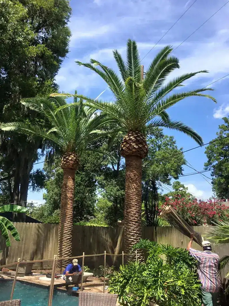 Crew trimming two tall palm trees beside a backyard pool on a Houston property