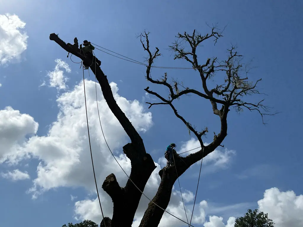 Three Signs a Tree Needs Removing, Not Just Trimming