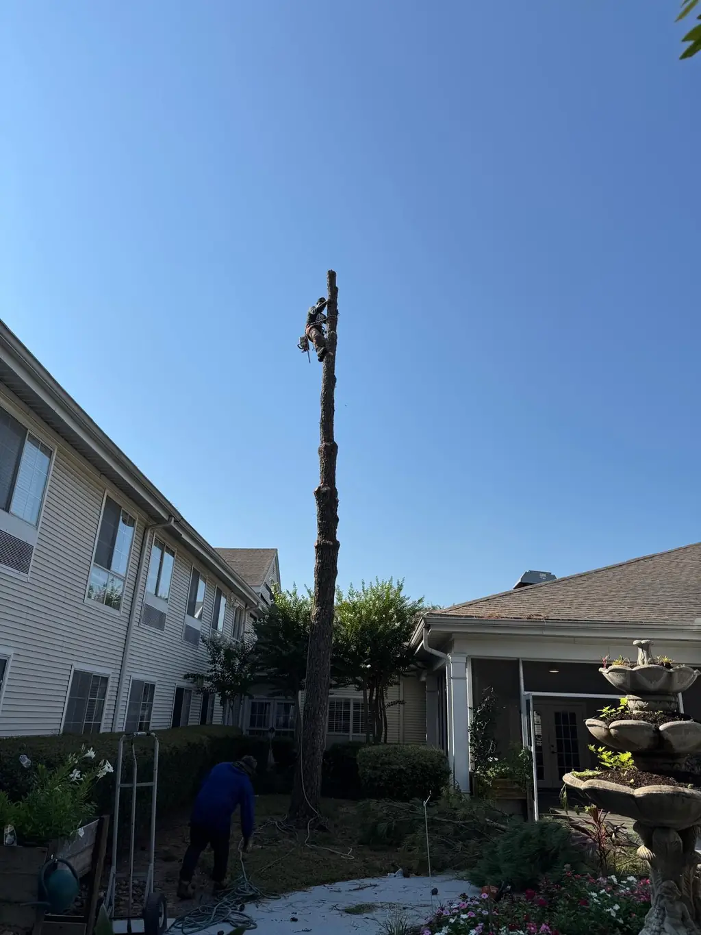 Climber working atop a tall bare trunk with a commercial building in the background, Houston area.